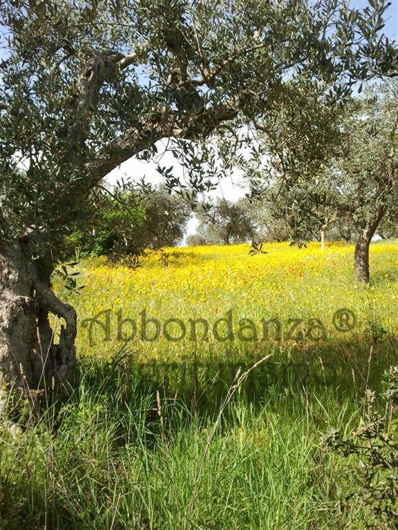 Agriturismo Abbondanza Villa Alberobello Bagian luar foto