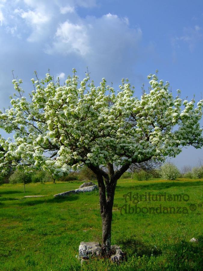 Agriturismo Abbondanza Villa Alberobello Bagian luar foto